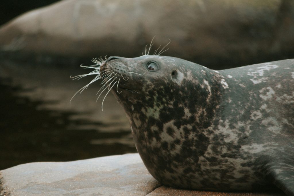 Photo of harbor seal (probably in an aquarium or sanctuary) who is very interested in something, looking intently and all whiskers forward.