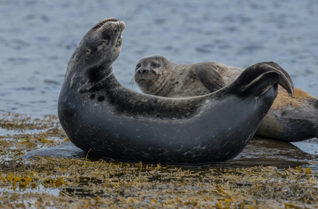 Photo of twp seal on the beach: one in the back is looking slightly annoyed at one in the front doing a very enthusiastic banana pose.