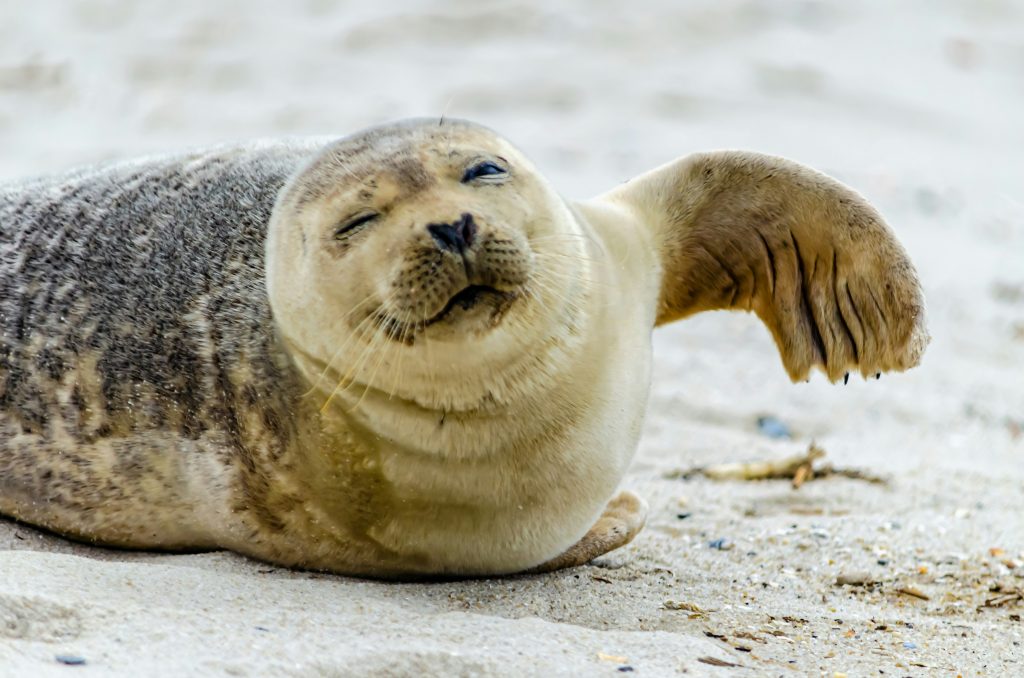 Photo of a juvenile seal on the beach, eyes closed, and one flipper raised as if waving (but probably it's a warning to stay off).