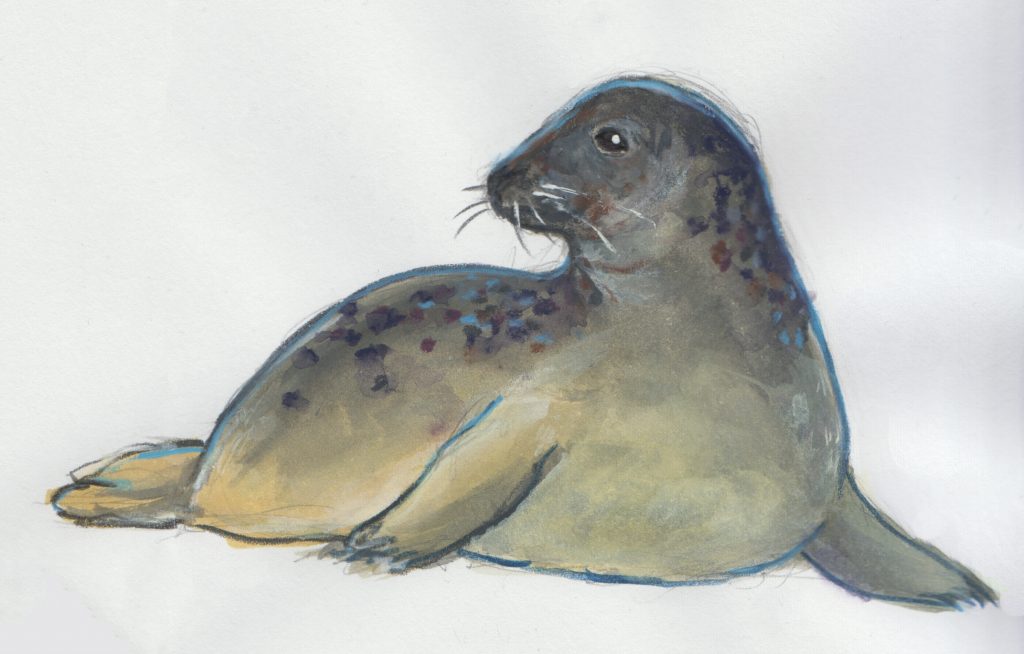 Painting of a female grey seal, brown-colored with a darker head and back, from the front, looking to the side.
