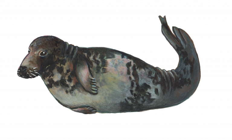 Painting of a female grey seal called Jolanthe in banana pose. She's grey on the belly and darker on the back and has dark splotches.