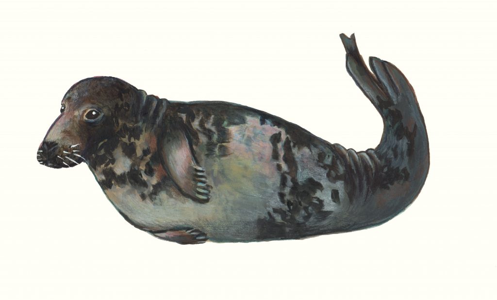 Painting of Jolanthe, a female grey seal, darker on the back, lighter on the belly, with dark splotches on her fur. She's doing a banana pose.
