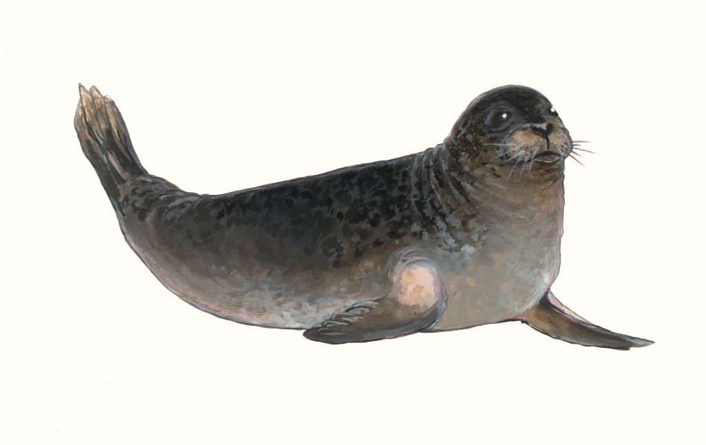 Painting of a male harbor seals called Herbert. He's looking very content while he's resting but alert, one front flipper tucked under.