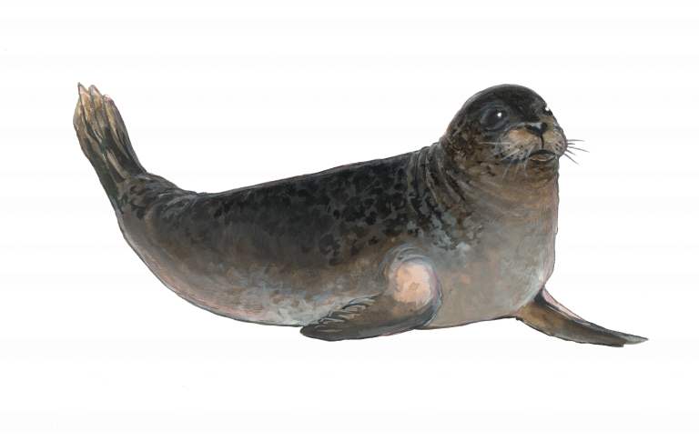 Paintung of a male harbor seal called Herbert on land. He has one front flipper tucked under and looks very content.