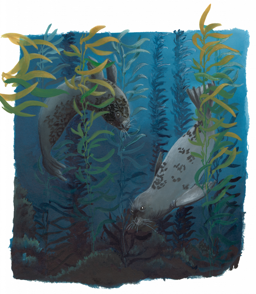 Painting of two harbor seals diving in a kelp forest; one is diving down towards the viewer and the darker blue depth, the other is doing a backwards loop in the background. Strands of yellow-green kelp are escaping the boundaries of the painting.