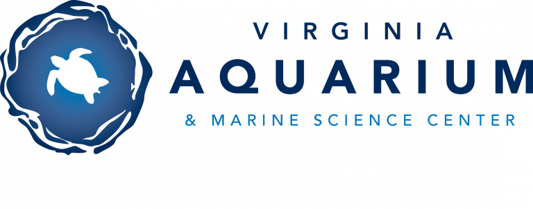 Logo of Virginia Aquarium showing a white turtle silhouette swimming in a blue circle with an edge of dark blue waves.