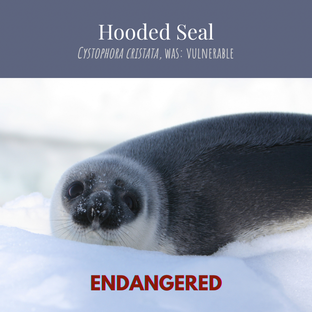 Hooded Seal, was vulnerable, now: endangered
