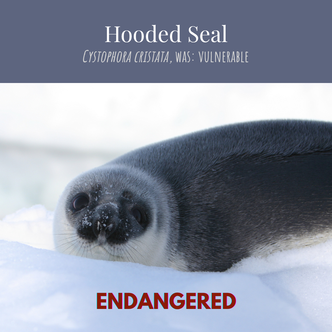 Hooded Seal, was vulnerable, now: endangered