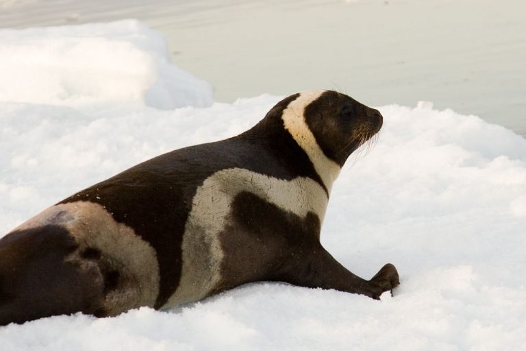 An adult seal on the ice seen from behind with very dark brown fur and dirty white ribbons.