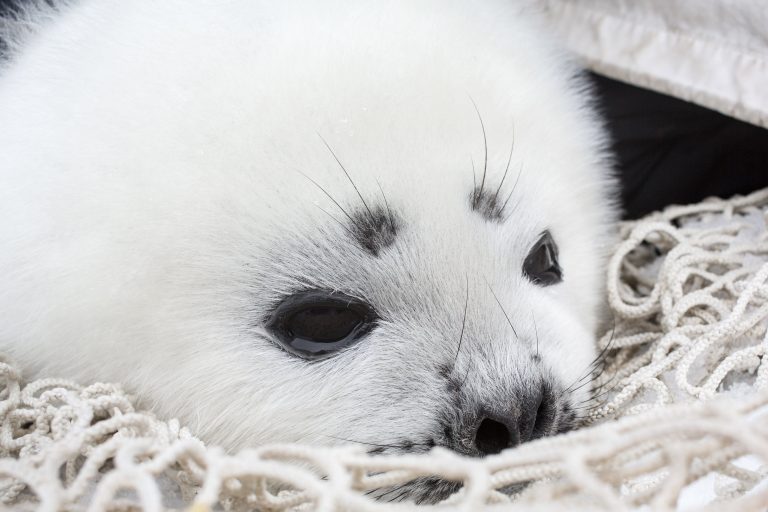A small white seal pup with black eyes, eyebrows and nose (front side visible) on a piece of netting.
