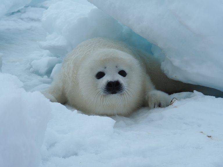 A harp seal pup in lanugo fur on the ice.