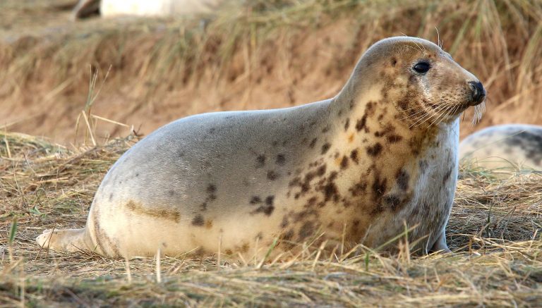 Female grey seal: „Donna Nook NNR - Grey Seal pupping and breeding season“ by Steve Knight, CC BY 2.0