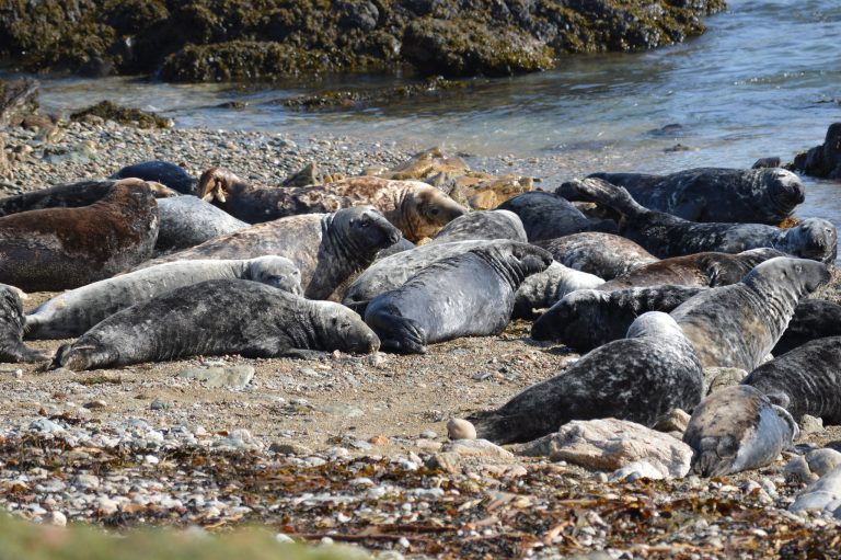 Grey seals hauled out: „Grey Seal (Halichoerus grypus)“ by NathDCFC, CC BY 2.0