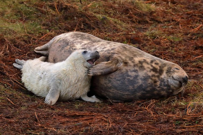 Grey seal female and pup: „Photo“ © Copyright Walter Baxter, CC BY 2.0