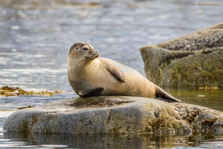 Harbor seal hauled out: „Harbor Seal“ by Peter D. Tillman, Public Domain Mark