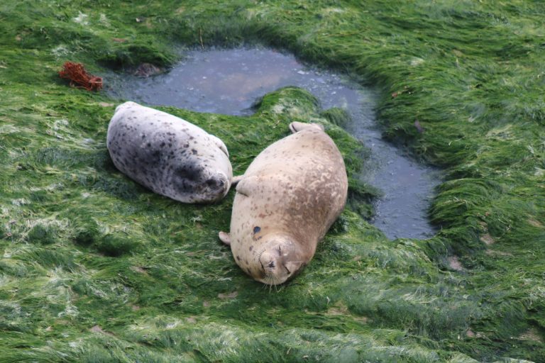 Harbor seal female and older pup: „Harbor seal mom and pup“ by USFWS Pacific Southwest Region, Public Domain Mark