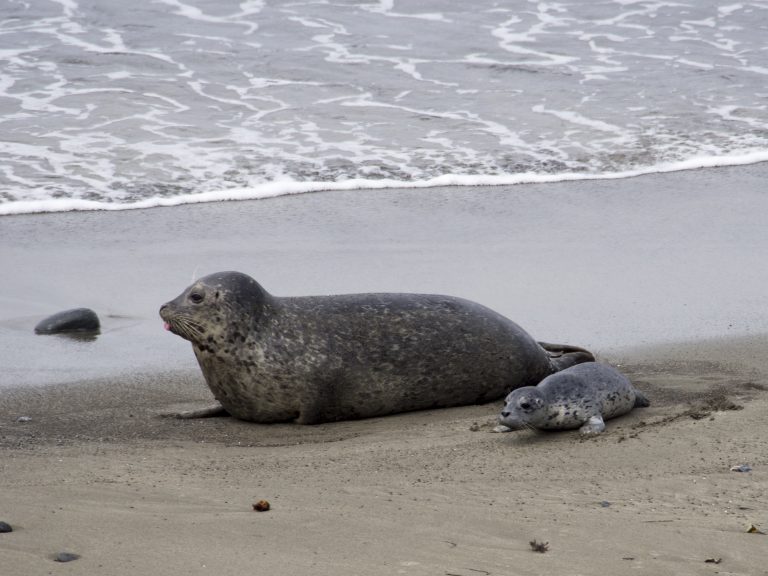 Harbor seal female and young pup: „"Harbor seal with pup“ by Larry Miller, CC BY 2.0