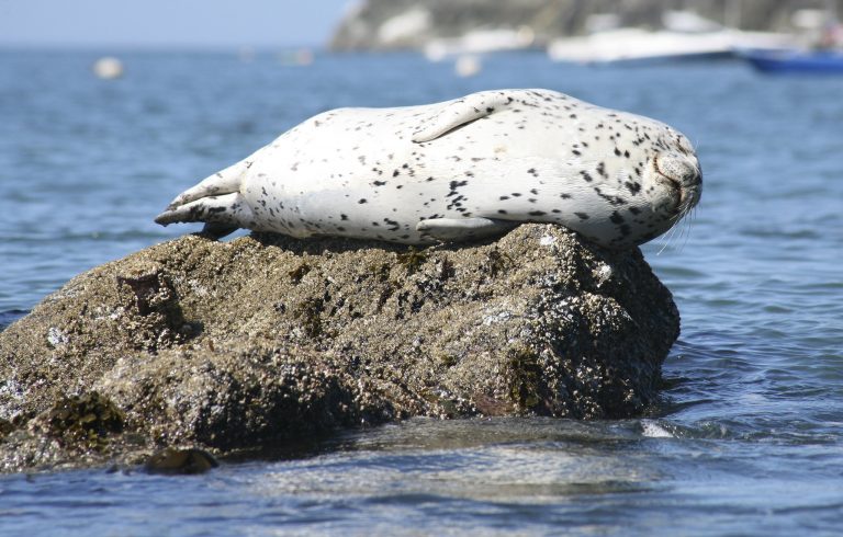 Adult harbor seal hauled out: „Common / Harbour Seal (Phoca vitulina) soaking up some rays.“ by Allan Hopkins, CC BY-NC-ND 2.0