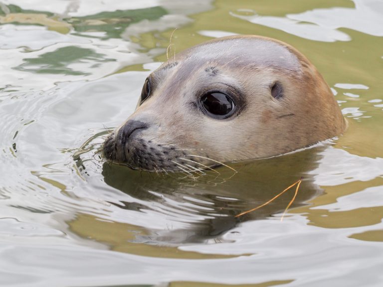 Harbor seal in rehab (Cornish Seal Sanctuary): „Common Seals“ by Mike Prince, CC BY 2.0