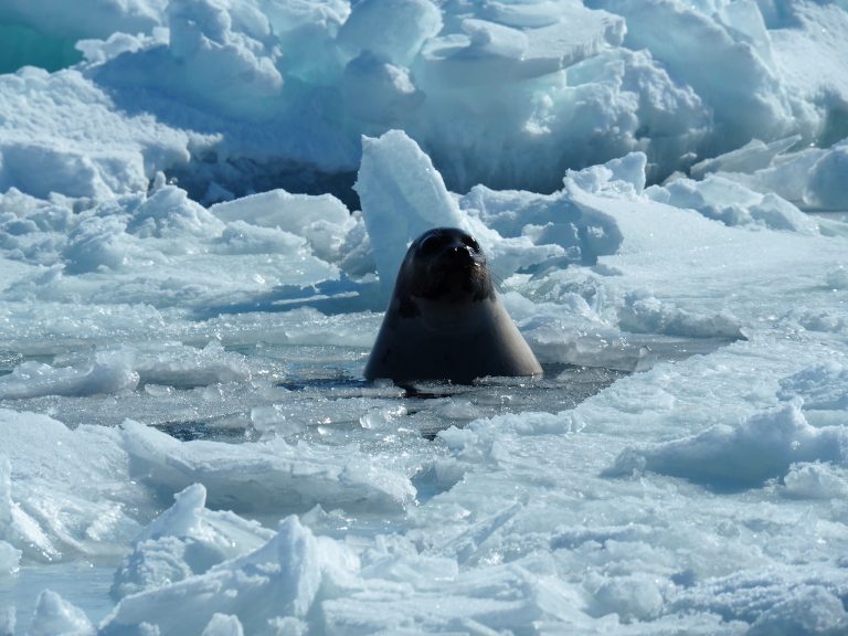 Harp seal swimming: „