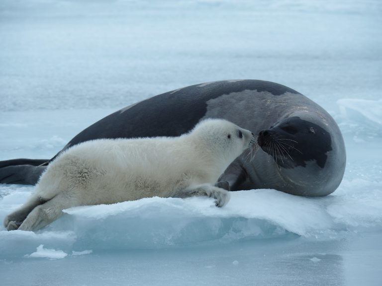 A female harp seal with a whitecoat pup on the ice.