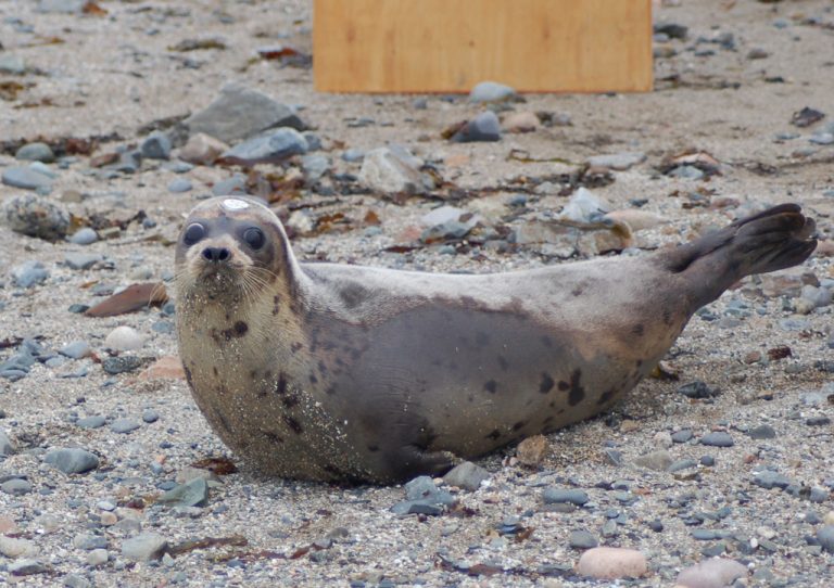 A juvenile harp seal on the beach (a rescue seal).