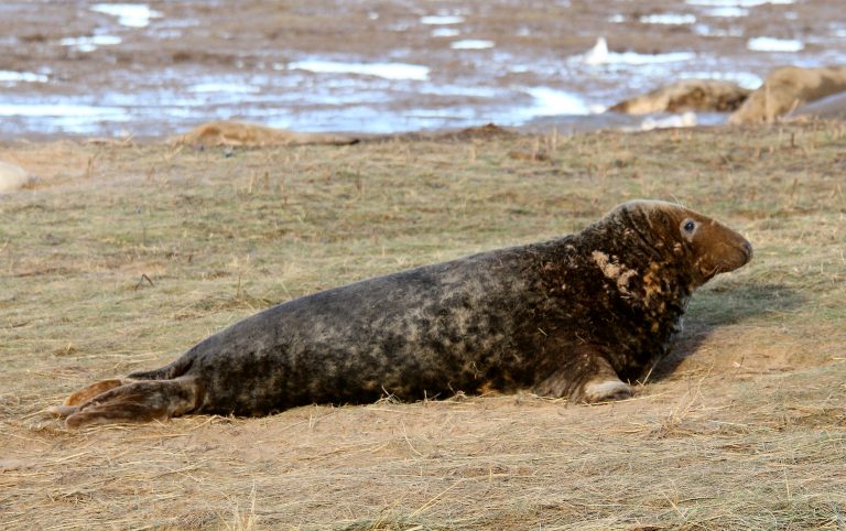 Male grey seal: „Donna Nook NNR - Grey Seal pupping and breeding season“ by Steve Knight, CC BY 2.0