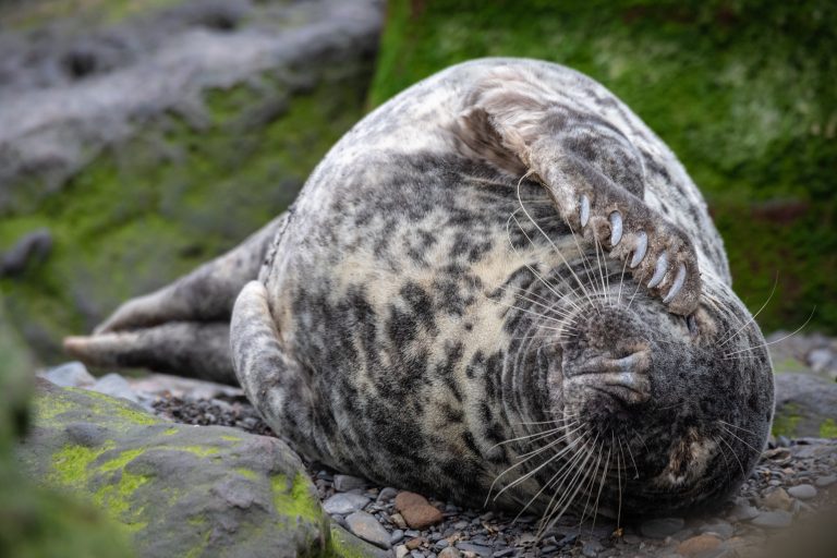 Young grey seal: „Grey Seal youngster“ by Mike Davison, CC BY-ND 2.0