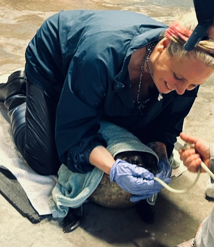 Seal being tube fed at Aroha.