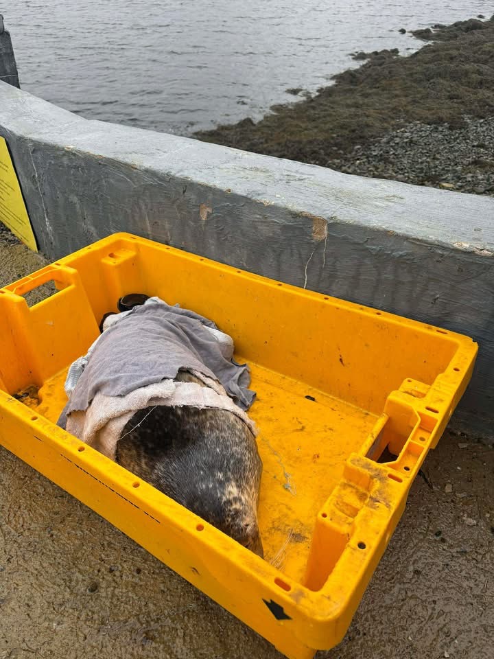 A seal in need of resuscitation at Aroha Sanctuary.