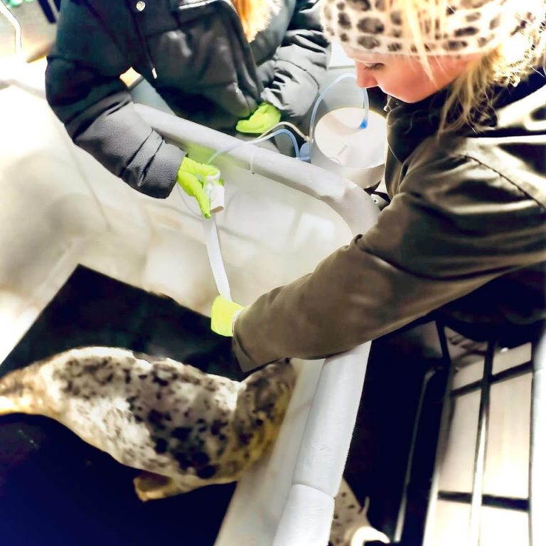 Seal care at Aroha with a caretaker