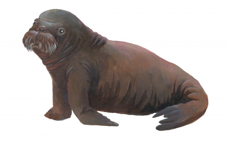 Painting of a walrus calf from the side