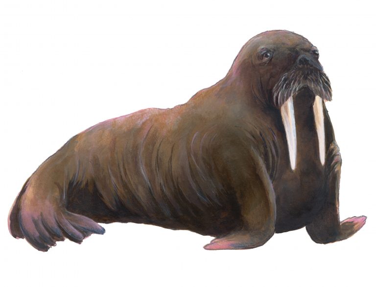 painting of an adult walrus from the side