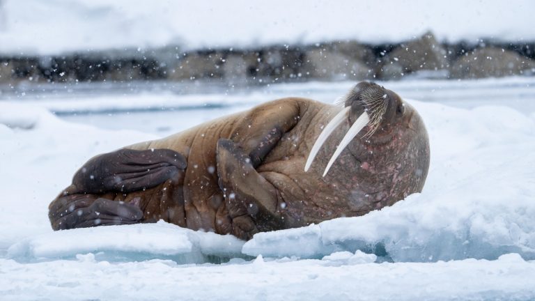 Atlantic walrus on ice © Jeanne de Lépinay, CC BY-NC 4.0
