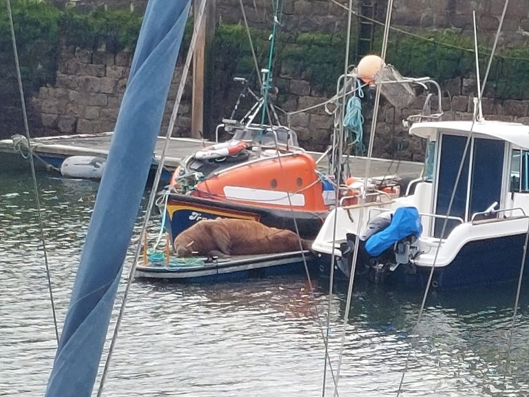 Roving walrus Magnus, turned up in Scotland and Norway in spring 2026 © jdannyo, CC BY-NC 4.0