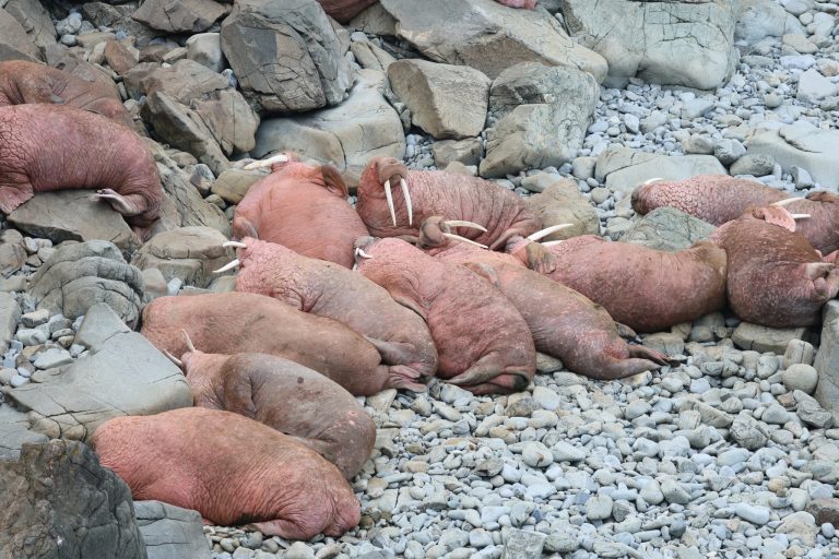Hauled-out walruses - this is what "thigmotactic" means © margaret, CC BY-NC 4.0