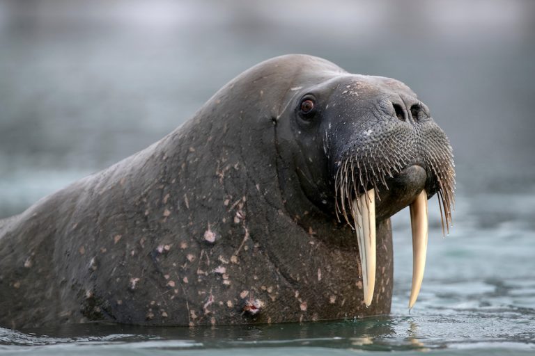 Walrus have the highest numbers of whiskers of all pinnipeds © Kip Evans, CC BY-NC 4.0