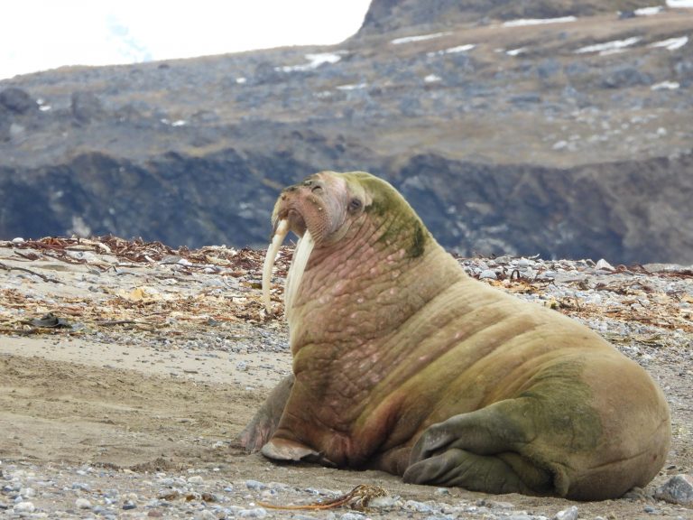Walrus with algae growth © niff82, CC BY-NC 4.0