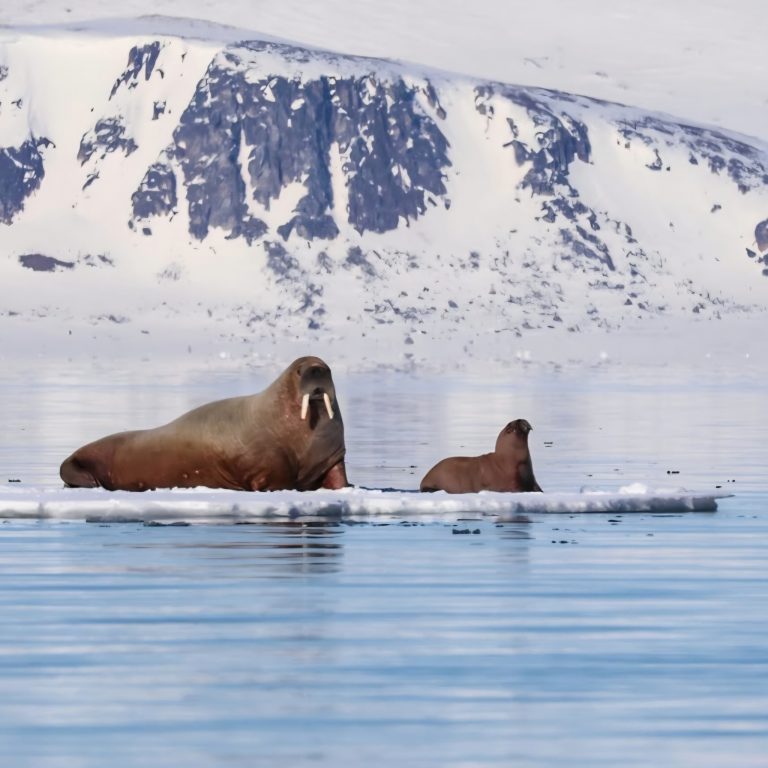 Atlantic walrus with calf © paximus, CC BY-NC 4.0