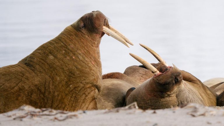 Atlantic walrus dried off with visible fur © Jeanne de Lépinay, CC BY-NC 4.0