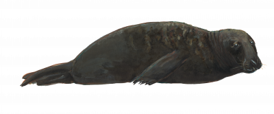 Grey Seal Male_Frank Painting of Frank, a large male grey seal with dark brown fur, lying flat and regarding the viewer with soulful eyes.